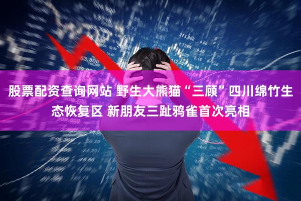 股票配资查询网站 野生大熊猫“三顾”四川绵竹生态恢复区 新朋友三趾鸦雀首次亮相